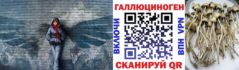 Псилоцибиновые грибы Psilocybine cubensis  Уссурийск 